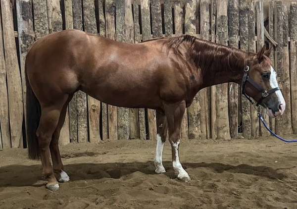 double-registered-quarter-horse