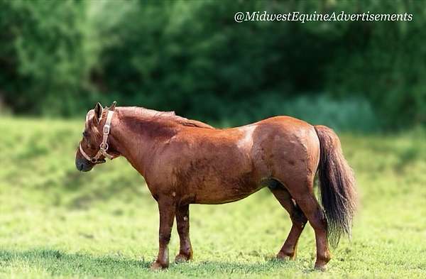 pleasure-driving-miniature-horse