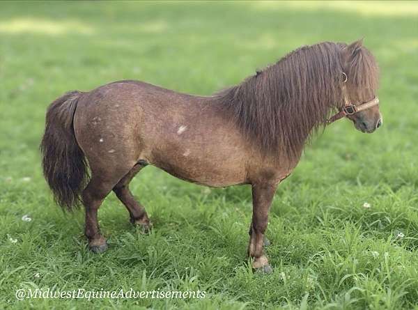 pleasure-driving-stallion