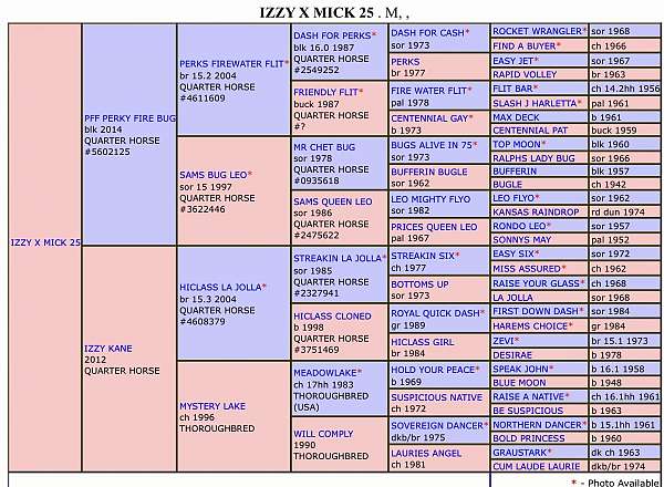 western-plea-filly