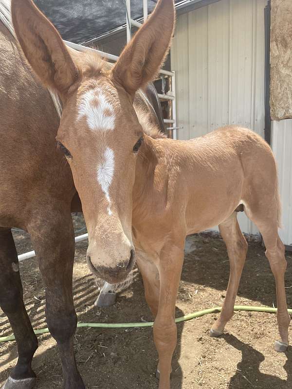 forever-home-mule