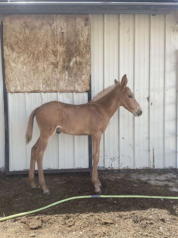 palomino-quarter-mule