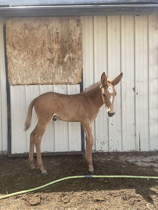 quarter-mule
