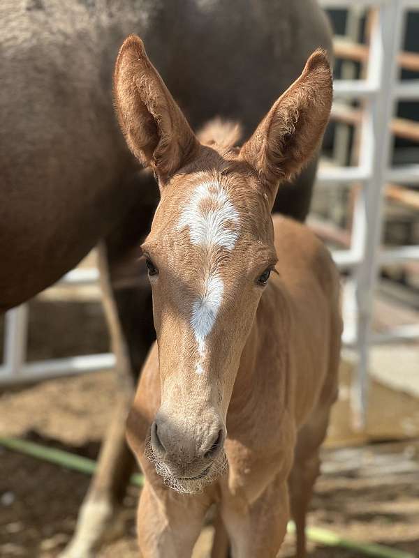 mule-colt-horse