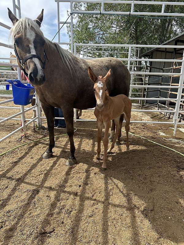 champ-colt