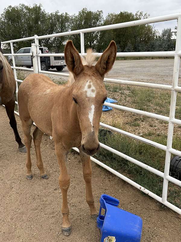 babies-mule