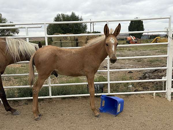 baby-mule