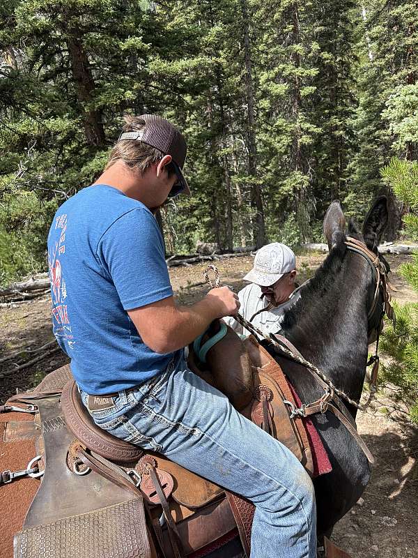 foal-mule