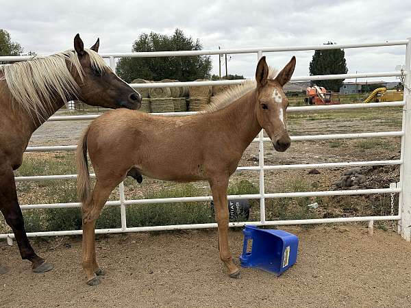 mammoth-donkey-mule