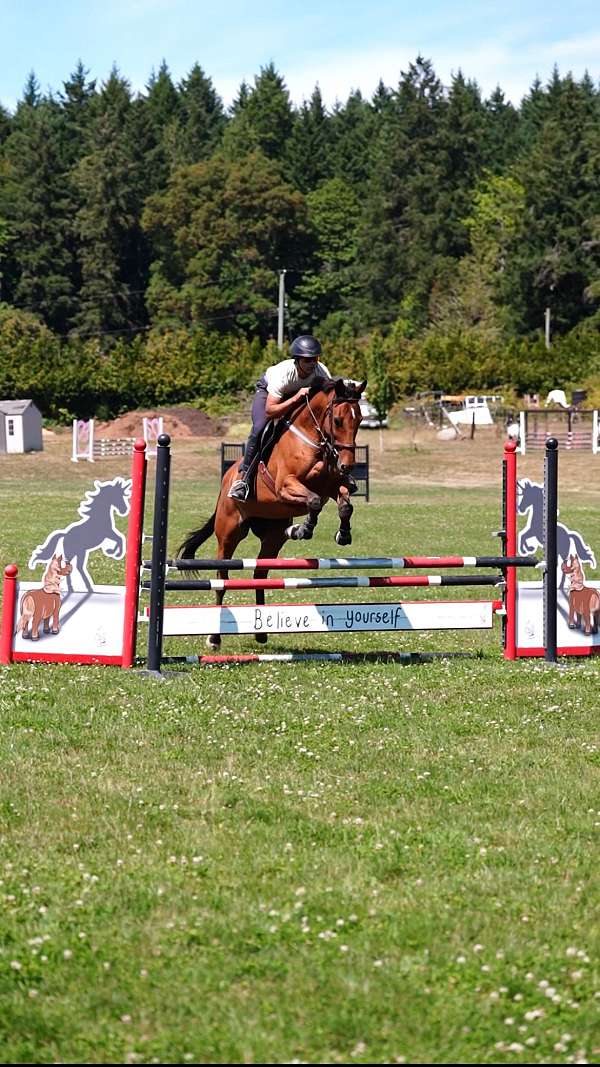 bay-warmblood-mare