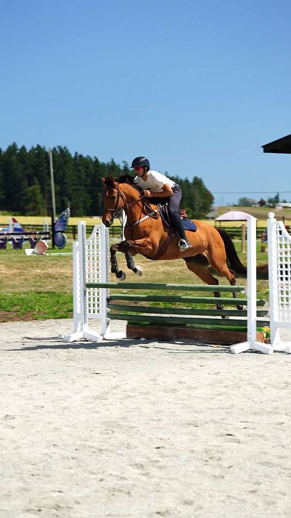 bay-cwhba-mare
