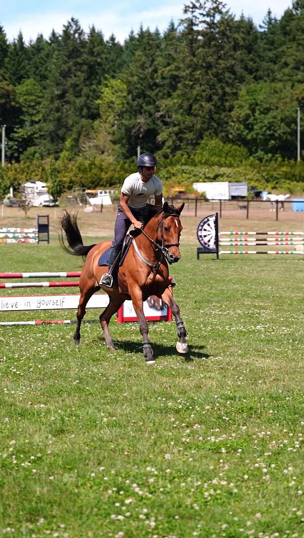 bay-cwhba-horse