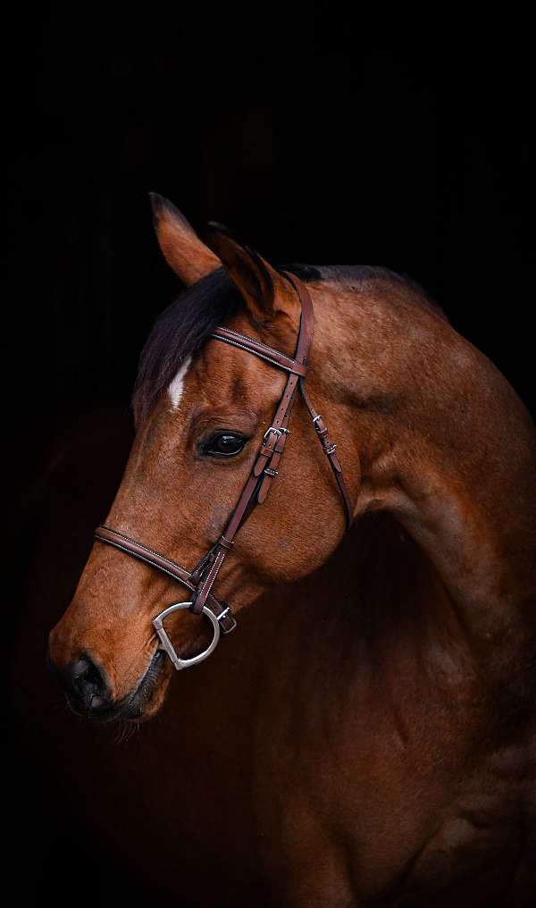 bay-mare-for-sale