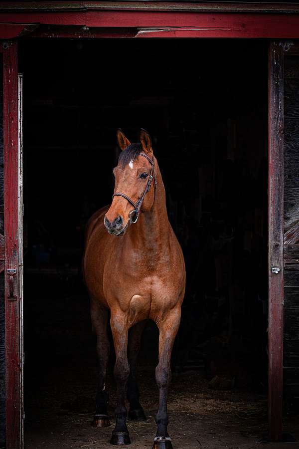 cwhba-mare