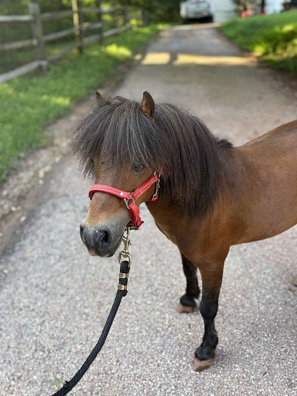 behaved-miniature-horse