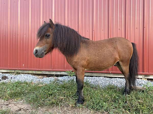 stallion-miniature-mule