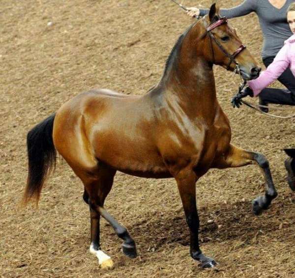 creme-morgan-horse