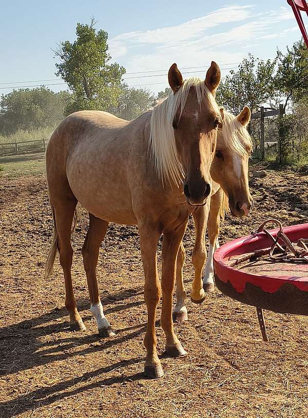 stallion-prospect-morgan-horse