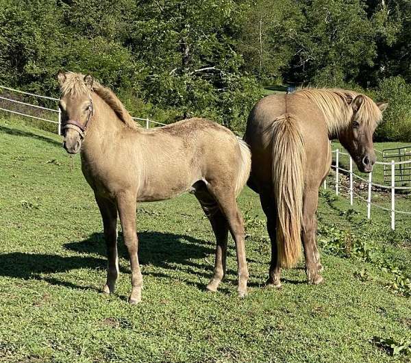 chocolate-usihc-horse