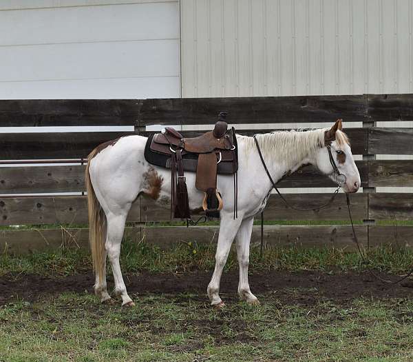 paint-horse-for-sale