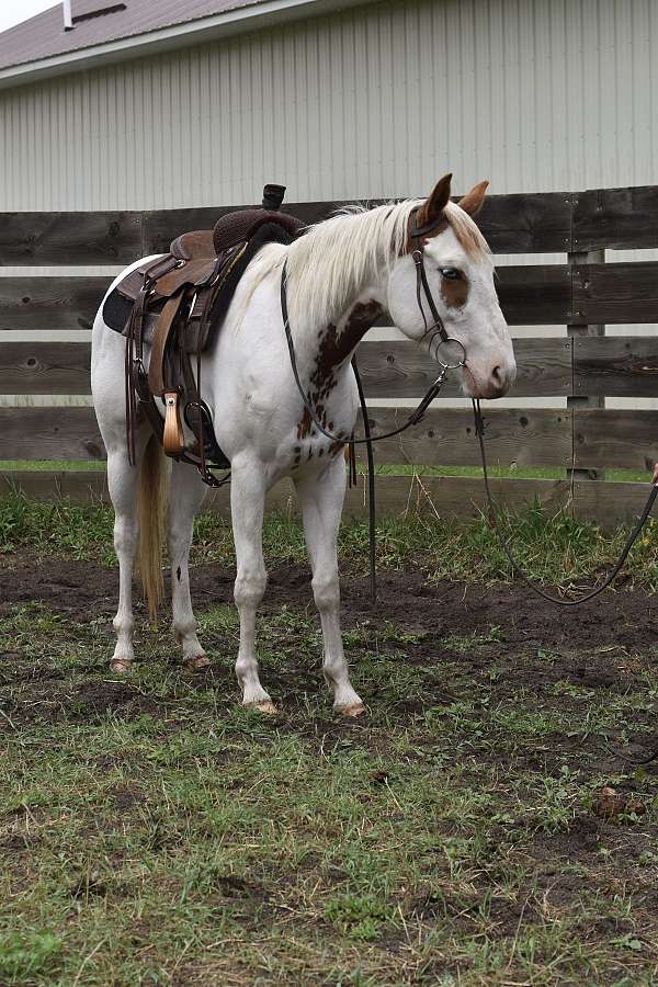 paint-filly