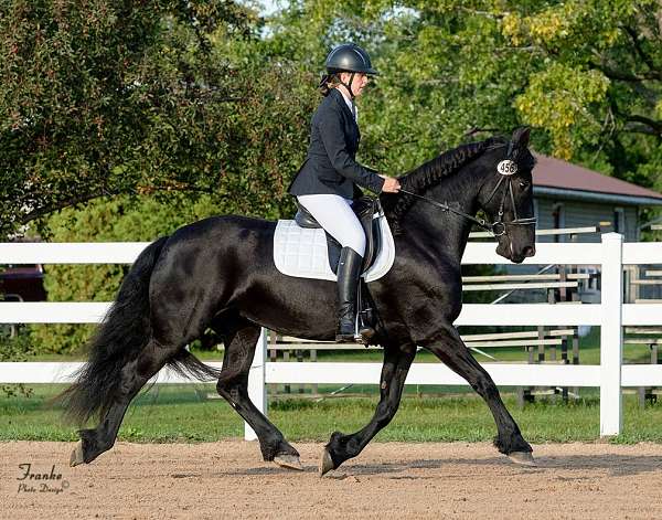 dressage-friesian-horse
