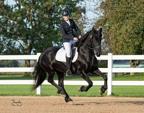 black-friesian-mare