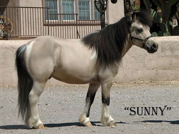 sunny-miniature-horse