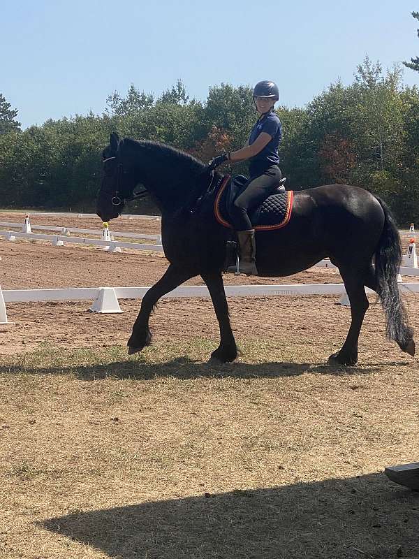 dressage-sport-yearling