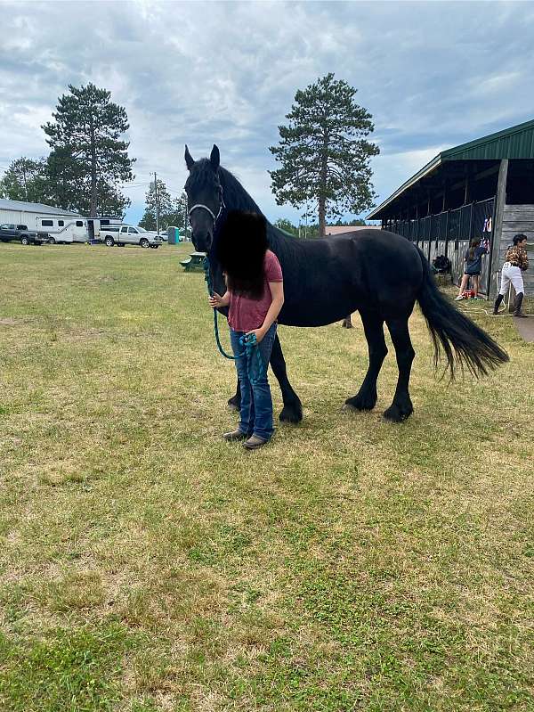 dressage-sport-foal
