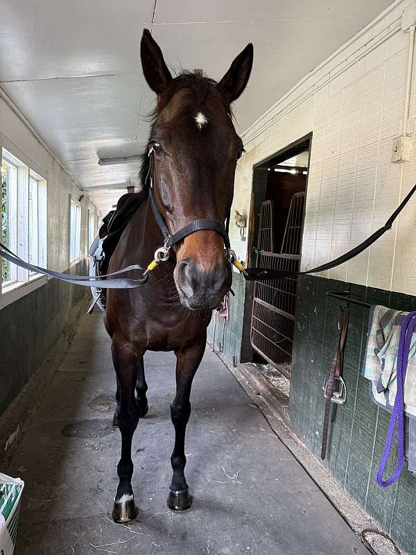 bay-white-star-horse