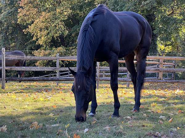 affordable-thoroughbred-horse
