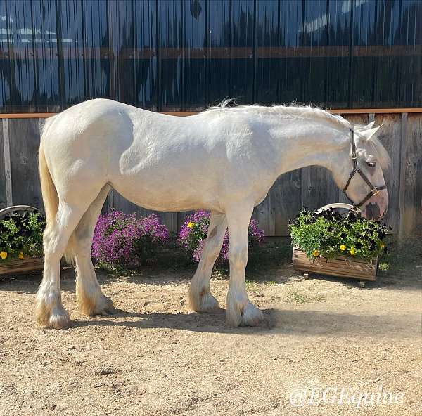 athletic-gypsy-vanner-horse