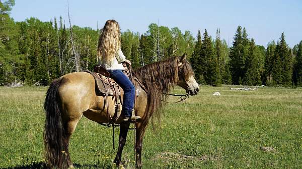 silver-buckskin-rocky-mountain-horse