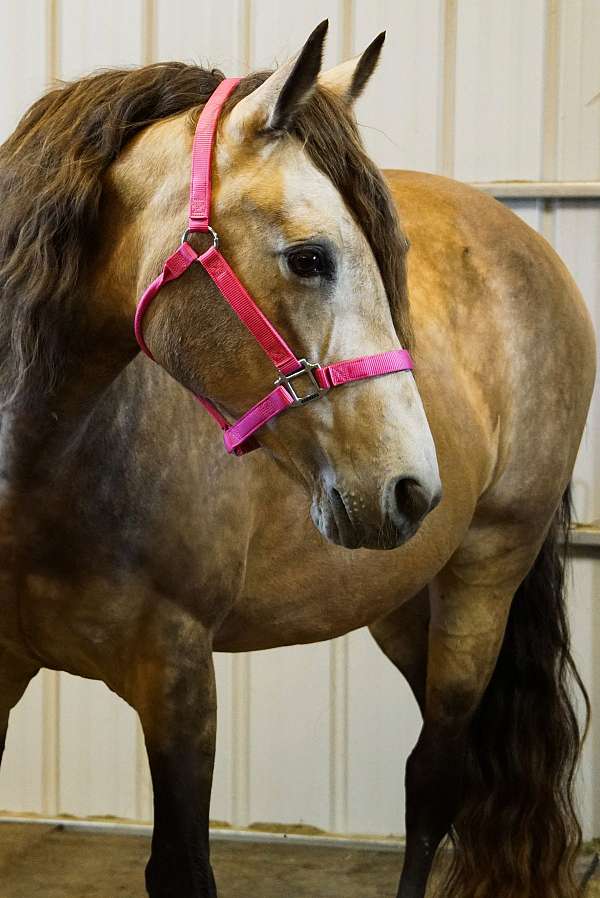 mountains-rocky-horse