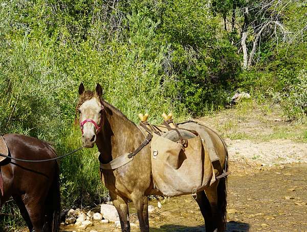 pack-horse-rocky-mountain