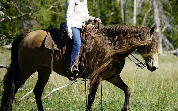 hunting-horse-rocky-mountain