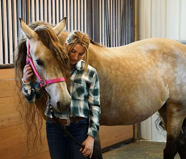 kid-safe-horse-for-sale-rocky-mountain