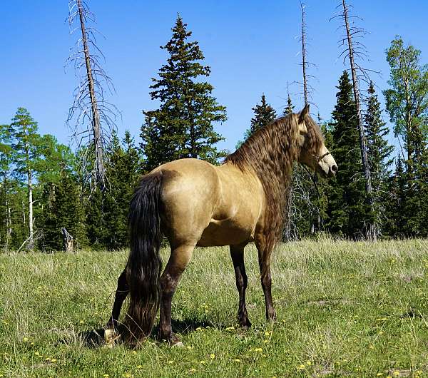 registered-horse-rocky-mountain
