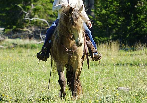 ranch-horse-rocky-mountain