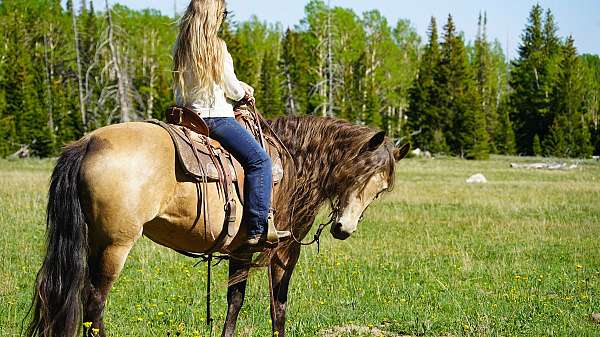 safe-horse-rocky-mountain