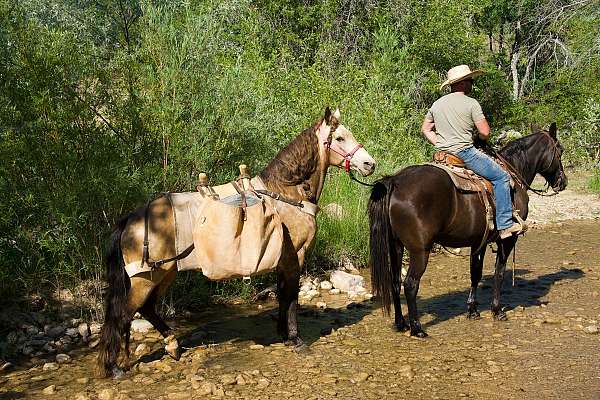 r-rocky-mountain-horse