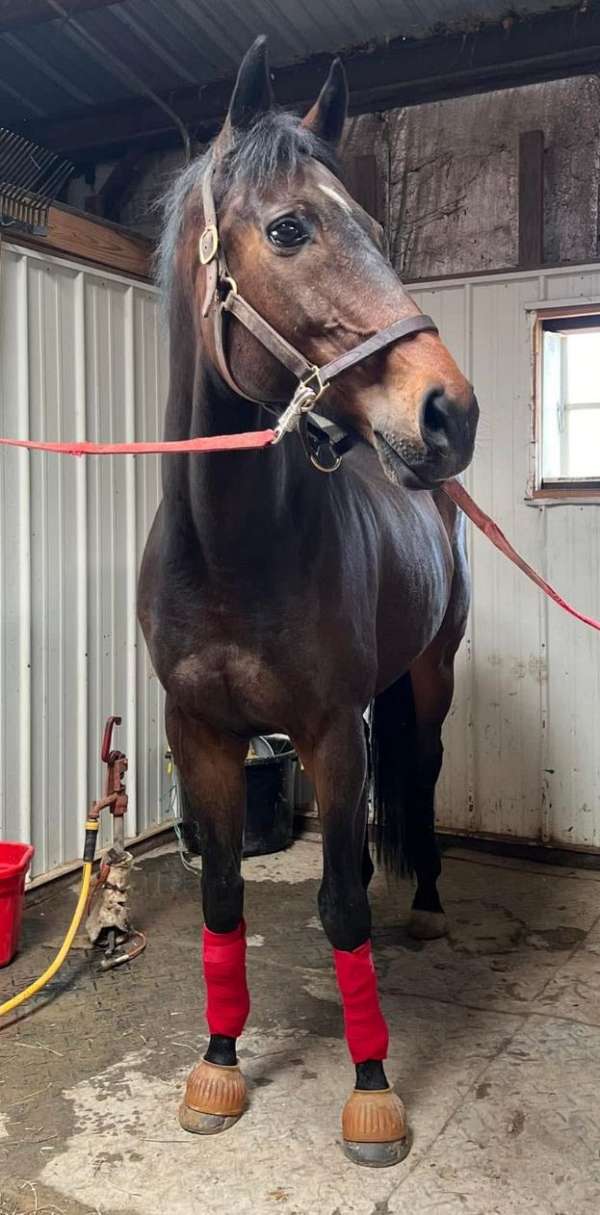 thoroughbred-horse-for-sale