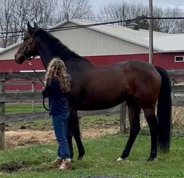 thoroughbred-horse