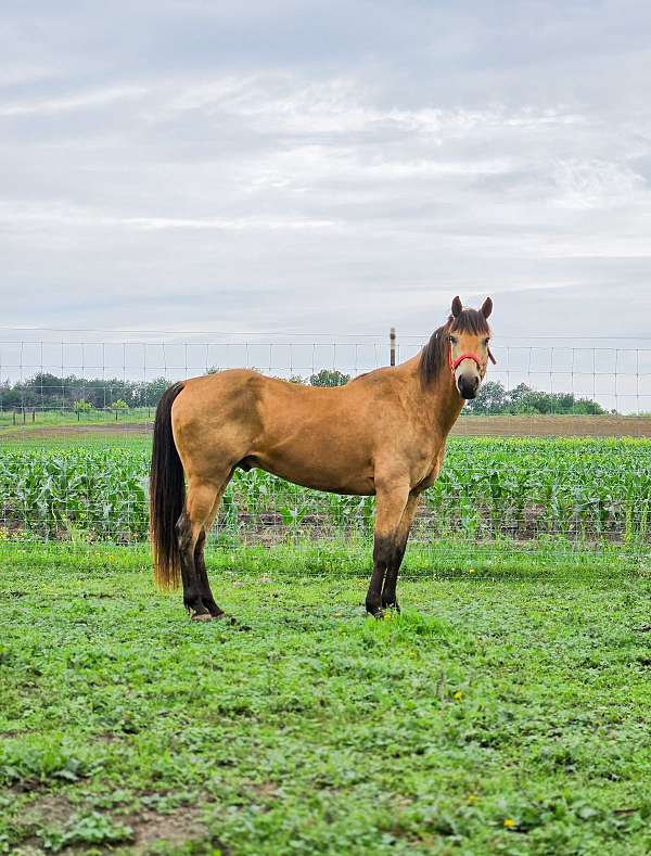 quarter-horse-gelding