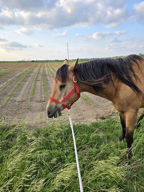 quarter-horse-for-sale