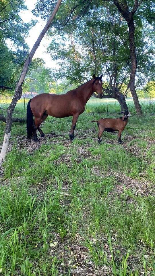 advanced-rider-arabian-horse