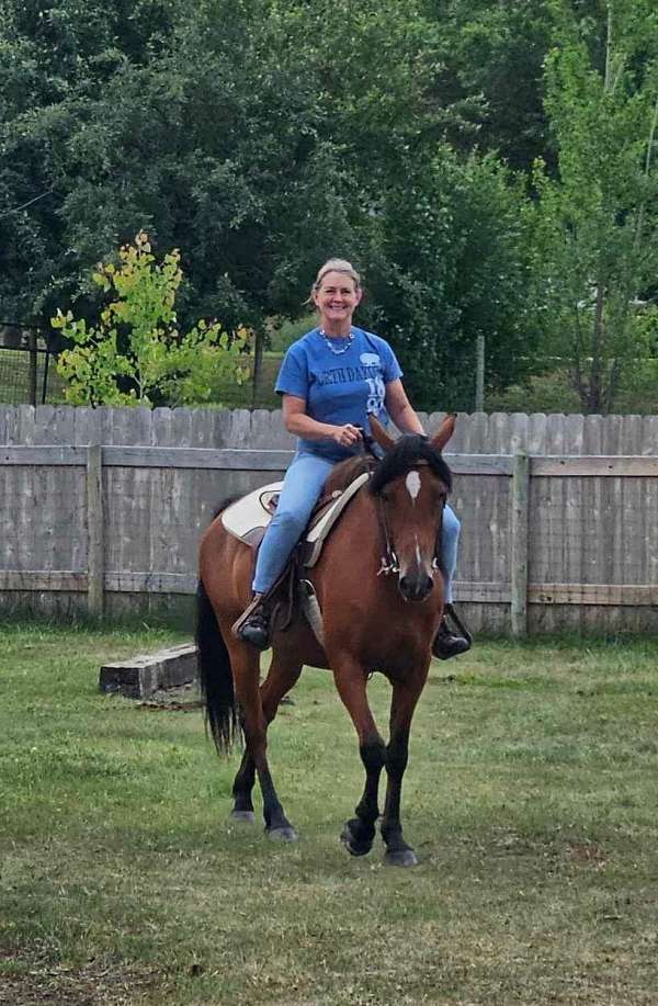 dakota-arabian-horse
