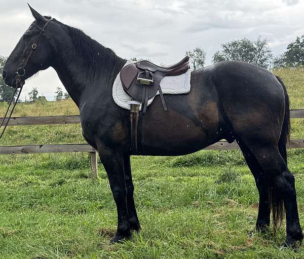 pleasure-friesian-horse