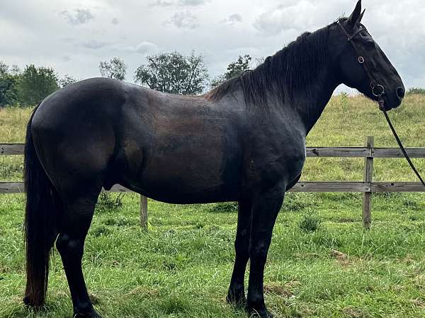 trail-friesian-horse